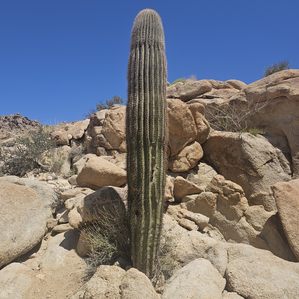saguaro in April 2025 by Jim Van Matre · iNaturalist