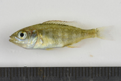 Spondyliosoma cantharus