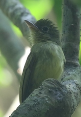 Rhynchocyclus olivaceus