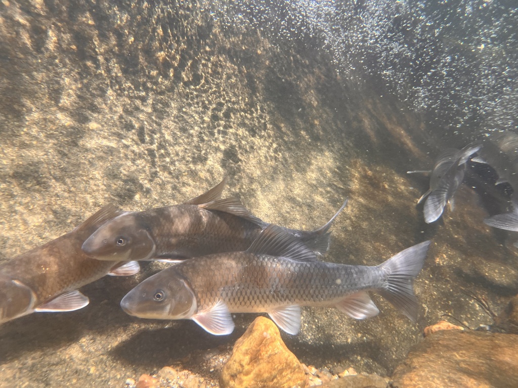 Notchlip redhorse (Moxostoma collapsum) — Catostomidae