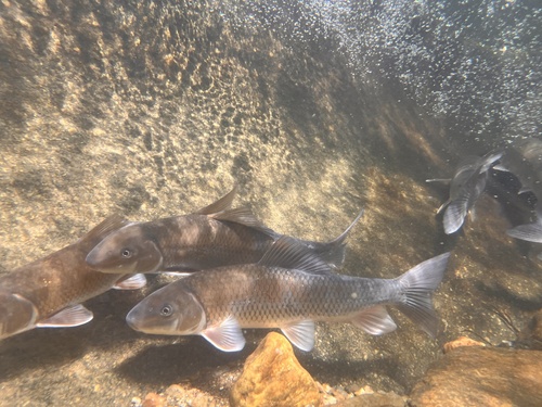 Notchlip redhorse (Moxostoma collapsum) — Catostomidae