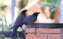 Cyanocorax cyanomelas