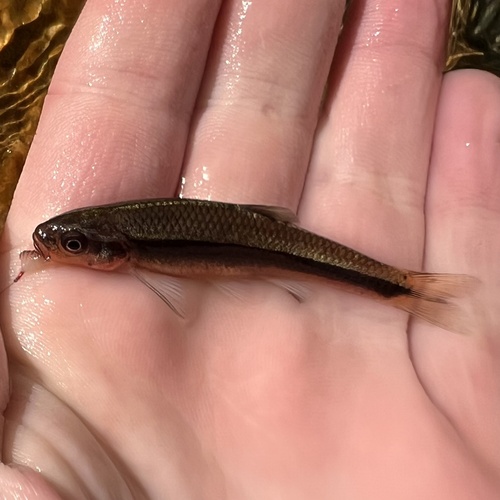 Greenhead shiner (Notropis chlorocephalus) — Cyprinidae — 3