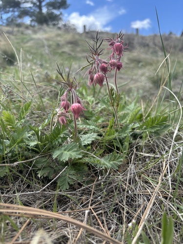 iNaturalist observation 2025-04-20