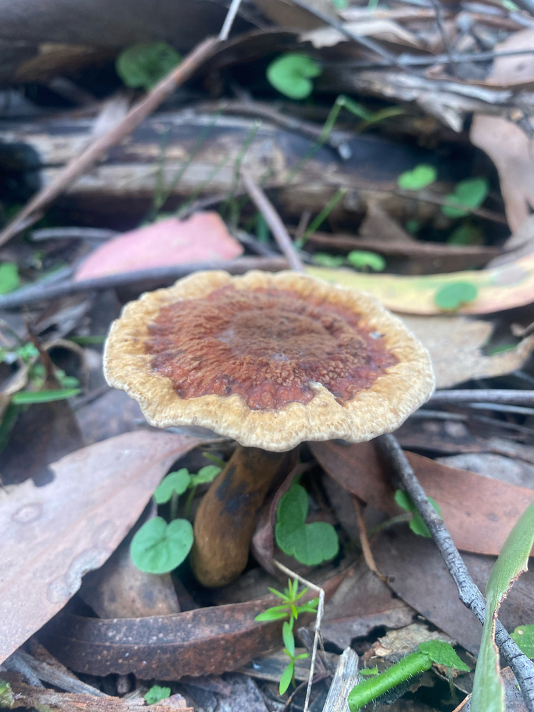 Sanguinoderma rude · April 2025 · photo: © farmerfox_1 (iNaturalist, cc-by)