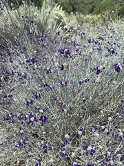 Psorothamnus scoparius