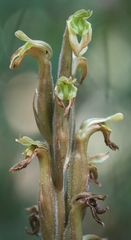 Sarcoglottis