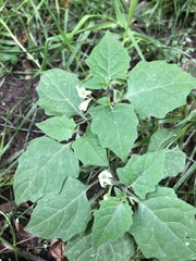 Solanum nigrum