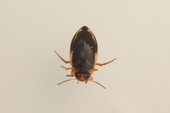 Hydroporus palustris