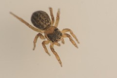 Euophrys frontalis