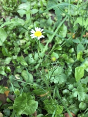 Tripleurospermum inodorum