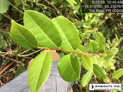 Ottoschulzia rhodoxylon