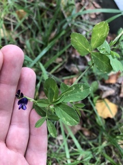 Medicago × varia