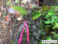 Ottoschulzia rhodoxylon