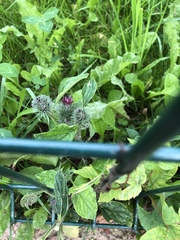 Arctium tomentosum