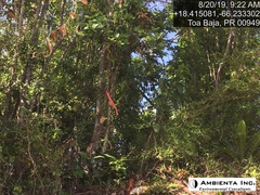 Ottoschulzia rhodoxylon