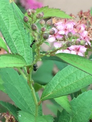 Aphis spiraecola