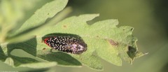 Acmaeodera haemorrhoa