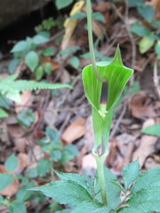 Arisaema tortuosum
