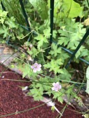 Geranium sibiricum