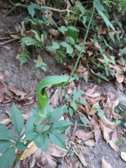 Arisaema tortuosum