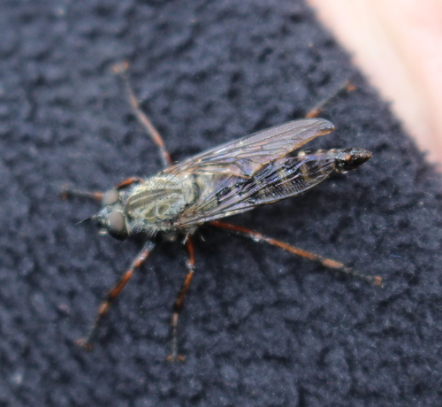 kite-tailed robberfly, photo 3 of 10