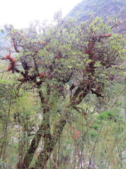 Rhododendron arboreum