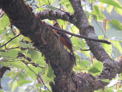 Heterophasia capistrata
