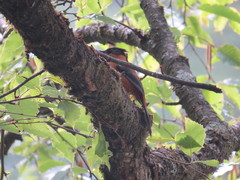 Heterophasia capistrata