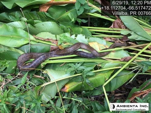 Photo of a Puerto Rican Boa (Chilabothrus inornatus)