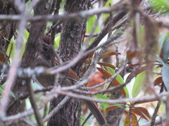 Grammatoptila striata