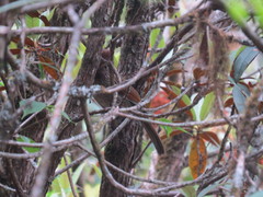 Grammatoptila striata