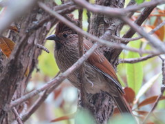 Grammatoptila striata