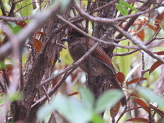 Grammatoptila striata