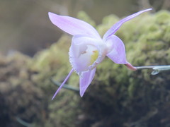 Pleione