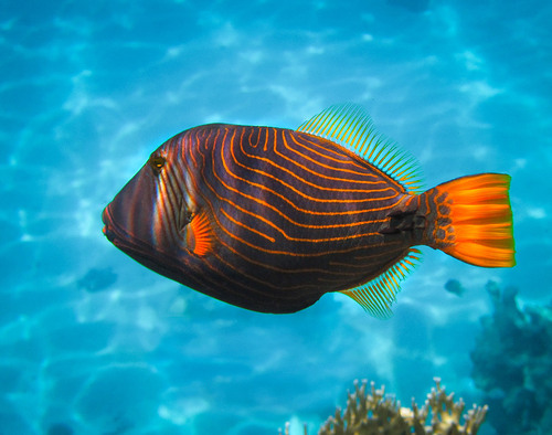 Orangestripe Triggerfish — seen at this dive site