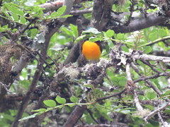 Aethopyga nipalensis