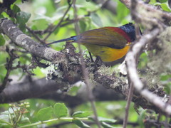 Aethopyga nipalensis