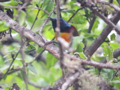 Aethopyga nipalensis