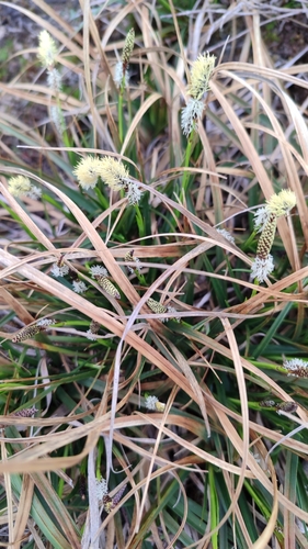 Image of Carex ericetorum by (c) Элеонора Анатольевна, some rights reserved (CC BY)
