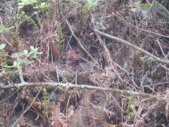 Carpodacus rodopeplus