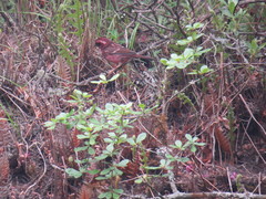 Carpodacus rodopeplus