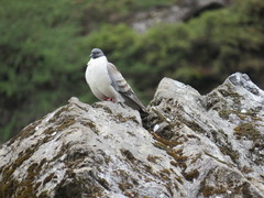 Columba leuconota