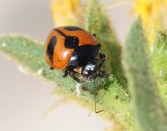 Coccinella alta