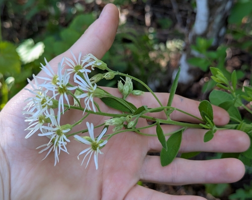Image of Oclemena reticulata by no rights reserved