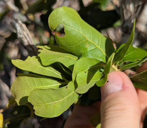 Image of Quercus chapmanii by no rights reserved