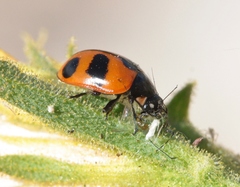 Coccinella alta