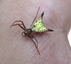 Micrathena sagittata