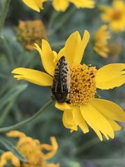 Acmaeodera amplicollis
