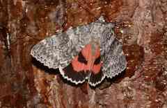 Catocala semirelicta